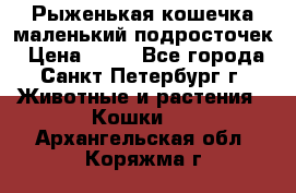 Рыженькая кошечка маленький подросточек › Цена ­ 10 - Все города, Санкт-Петербург г. Животные и растения » Кошки   . Архангельская обл.,Коряжма г.